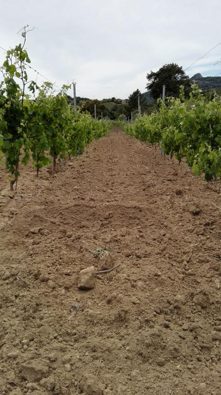 Agriturismo B&B Domo De Resteblas Berchidda Eksteriør bilde
