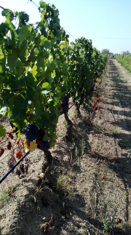 Agriturismo B&B Domo De Resteblas Berchidda Eksteriør bilde