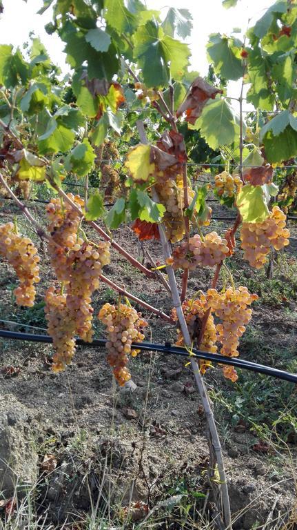 Agriturismo B&B Domo De Resteblas Berchidda Eksteriør bilde