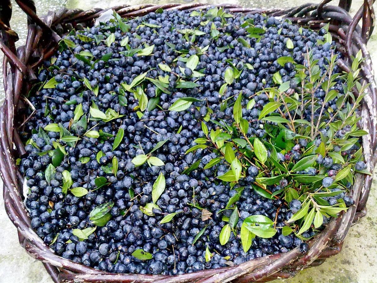 Agriturismo B&B Domo De Resteblas Berchidda Eksteriør bilde